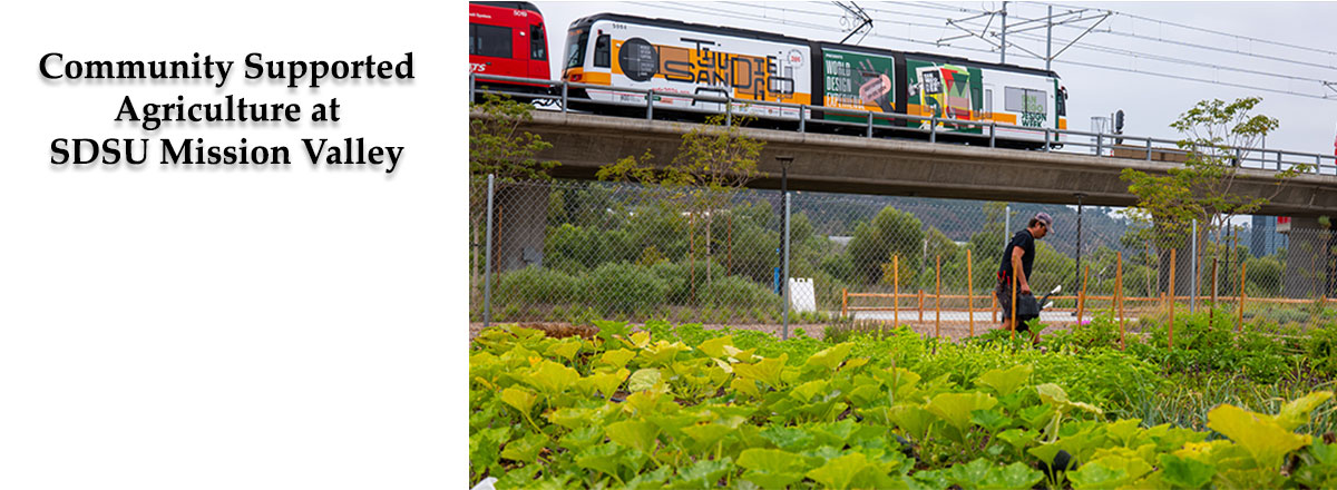 Community Supported Agriculture at SDSU MIssion Valley