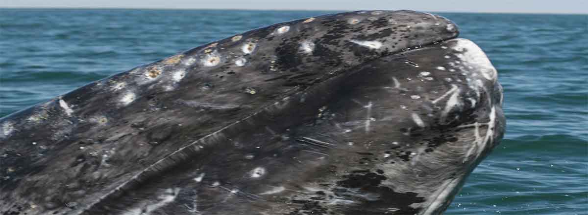 Gray whale, San Ignacio Lagoon, Baja California Sur Credit: Marie Roch