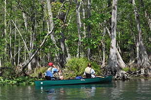 Canoers and rhesus macaques observing each other along the Silver River, Silver Springs State Park, Florida Photo: Erin Riley